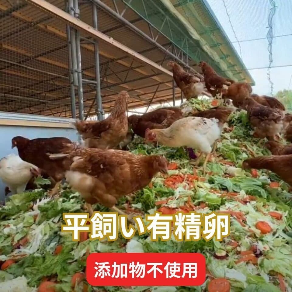 【2026年大寒卵】平飼い自然卵（有精卵）｜完全自家配合！ 全て国産・抗生物質・添加物不使用