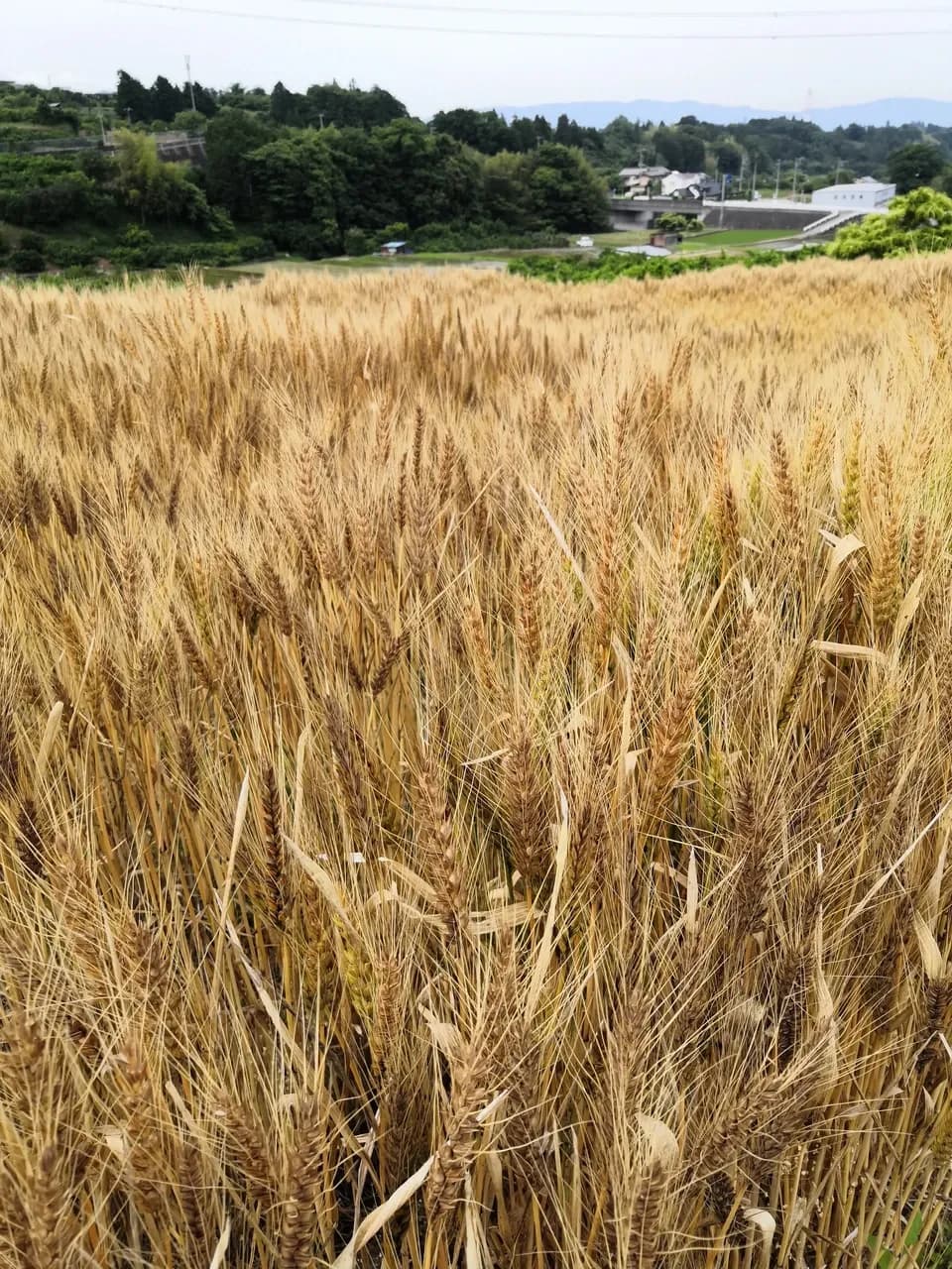 小麦ブラン（ふすま）農薬・化学肥料不使用