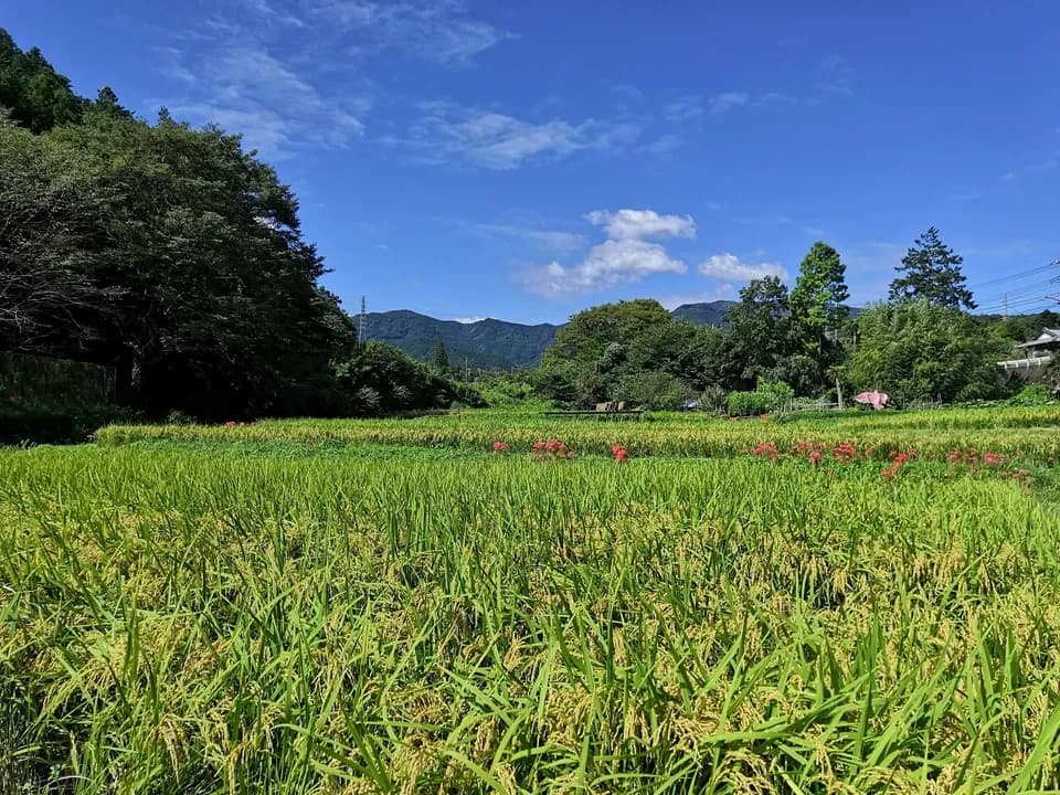 ◆稲架掛け天日干し【令和7年度産】さとじまん【玄米/白米】農薬・化学肥料不使用