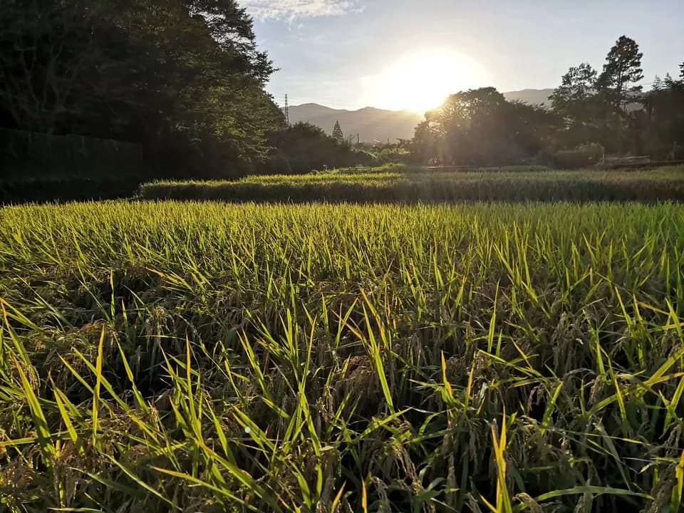 ◆稲架掛け天日干し【令和7年度産】さとじまん【玄米/白米】農薬・化学肥料不使用