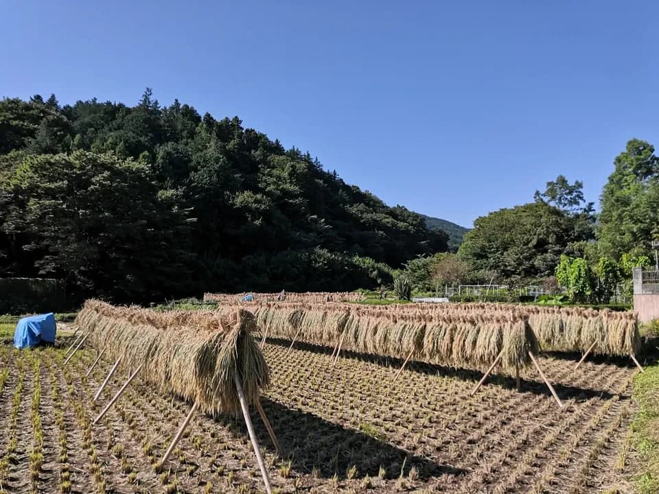 ◆稲架掛け天日干し【令和7年度産】さとじまん【玄米/白米】農薬・化学肥料不使用
