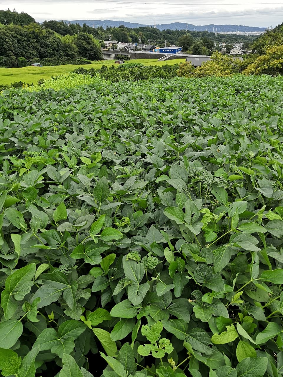 在来青系＜大豆＞農薬・化学肥料不使用