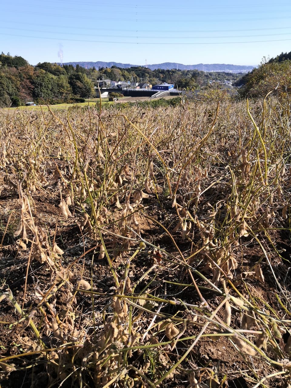 在来青系＜大豆＞農薬・化学肥料不使用
