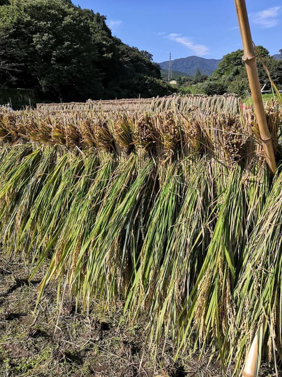 【黒米】稲架がけ天日干し/農薬・化学肥料不使用　令和７年度産