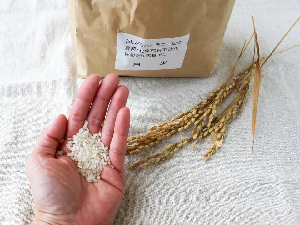 ◆稲架掛け天日干し【令和7年度産】さとじまん【玄米/白米】農薬・化学肥料不使用