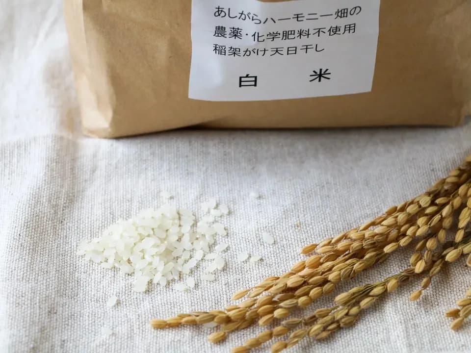 ◆稲架掛け天日干し【令和7年度産】さとじまん【玄米/白米】農薬・化学肥料不使用