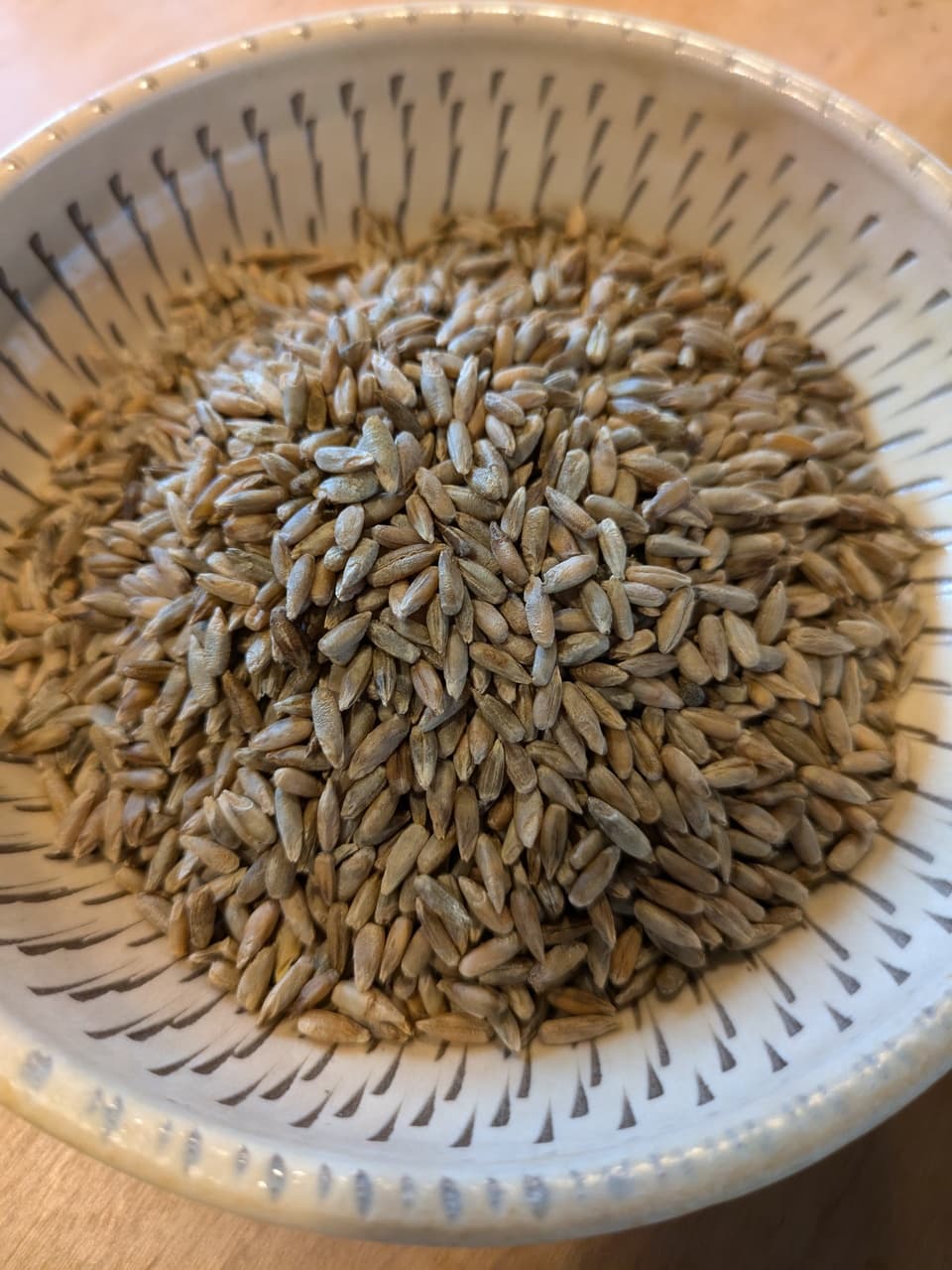 ライ麦　農薬・化学肥料不使用・小田原産