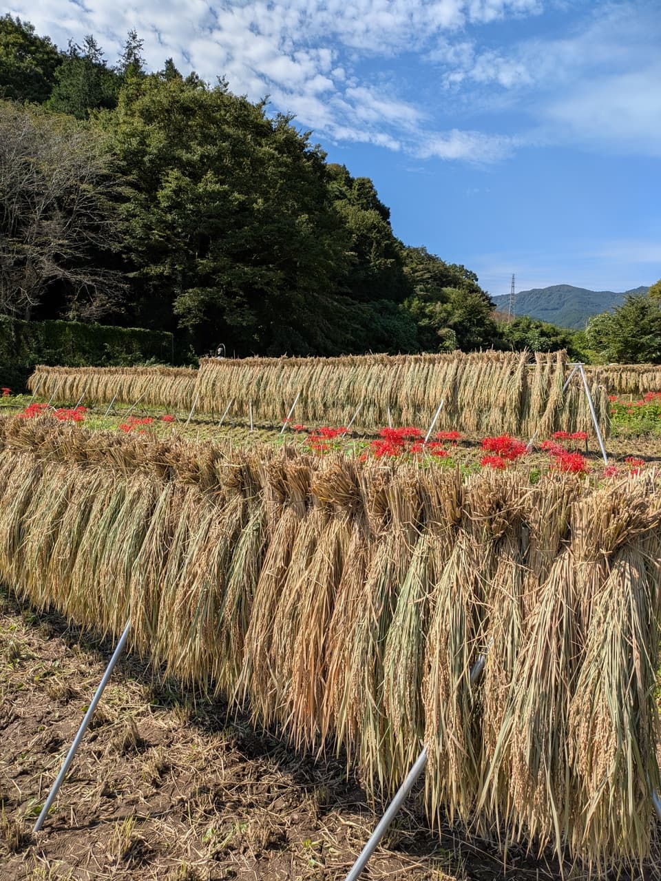 ◆稲架掛け天日干し【令和7年度産】さとじまん【玄米/白米】農薬・化学肥料不使用
