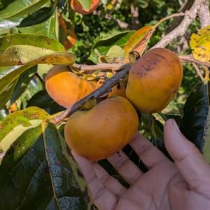 農薬・化学肥料不使用　柿