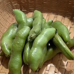 【季節限定】そらまめ（農薬・化学肥料不使用）