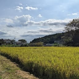 まもなく新米の発送を始めます