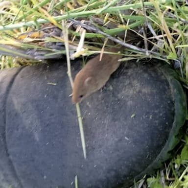 緑肥とカヤネズミ（４月２０日）