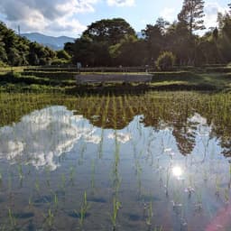 田植え終わりました