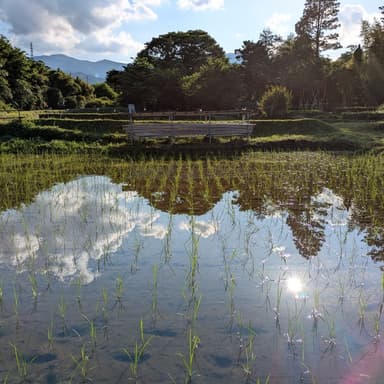田植え終わりました