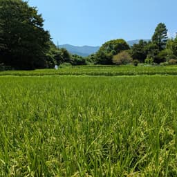 まだまだ猛暑が続いていますが、田んぼは順調です