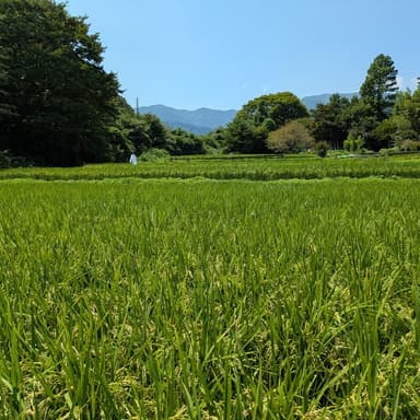 まだまだ猛暑が続いていますが、田んぼは順調です