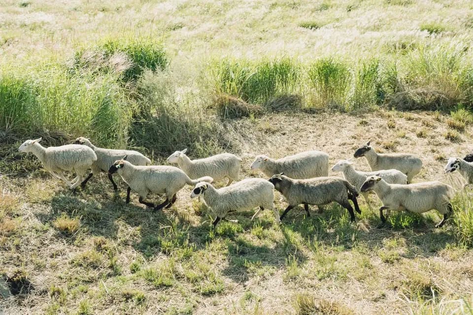 阿蘇の草原育ち＜羊肉スライス＞臭みが少なく食べやすい希少な国産羊肉！焼肉・炒め物・煮込みに幅広く活躍
