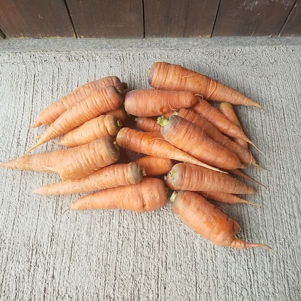 ２kg（葉なし）(木曜日発送)