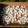 600g（バラ）
