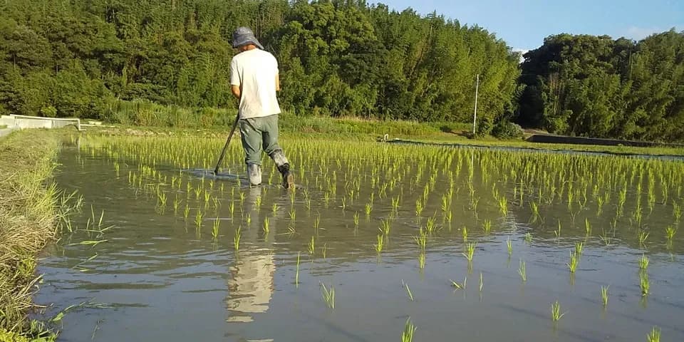 ハッピーヒル令和7年度産【はざかけ天日干し / 無肥料・無農薬】
