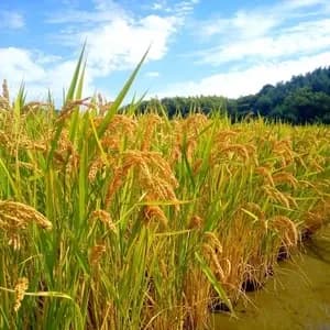 ハッピーヒル令和7年度産【はざかけ天日干し / 無肥料・無農薬】