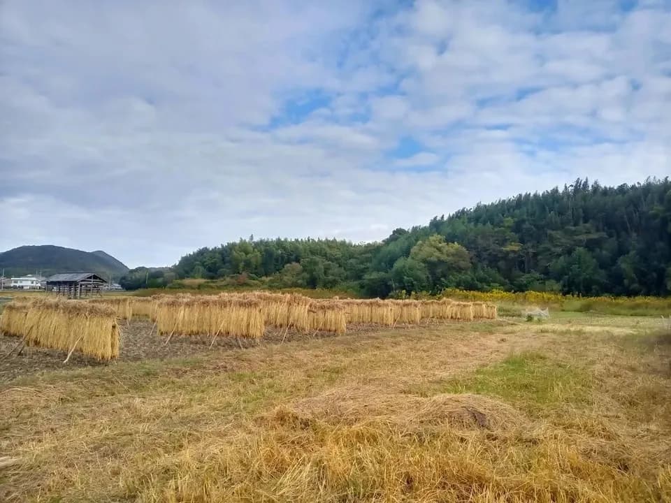 ハッピーヒル令和7年度産【はざかけ天日干し / 無肥料・無農薬】