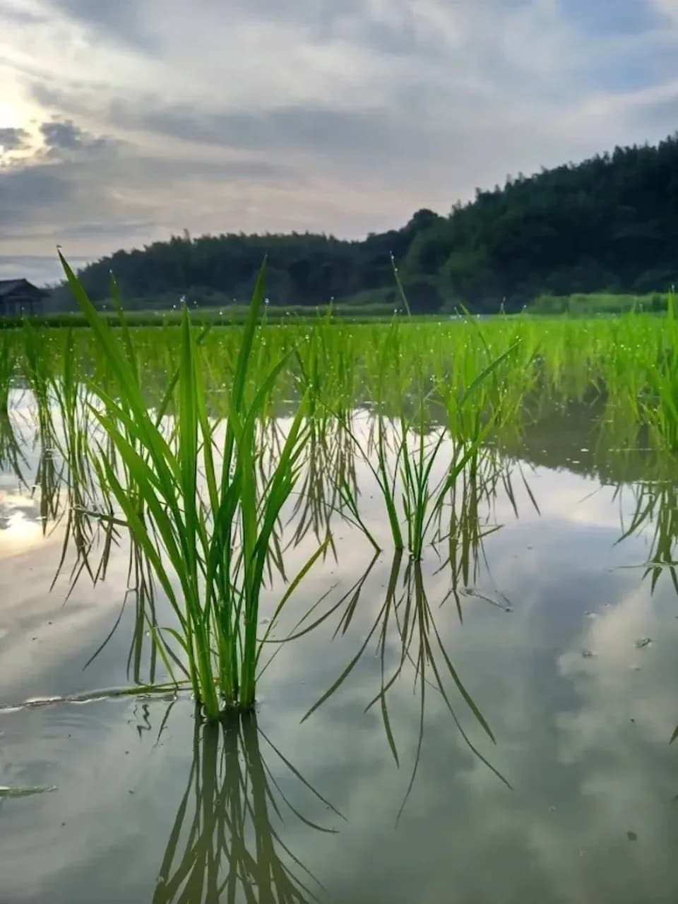 ハッピーヒル令和7年度産【はざかけ天日干し / 無肥料・無農薬】