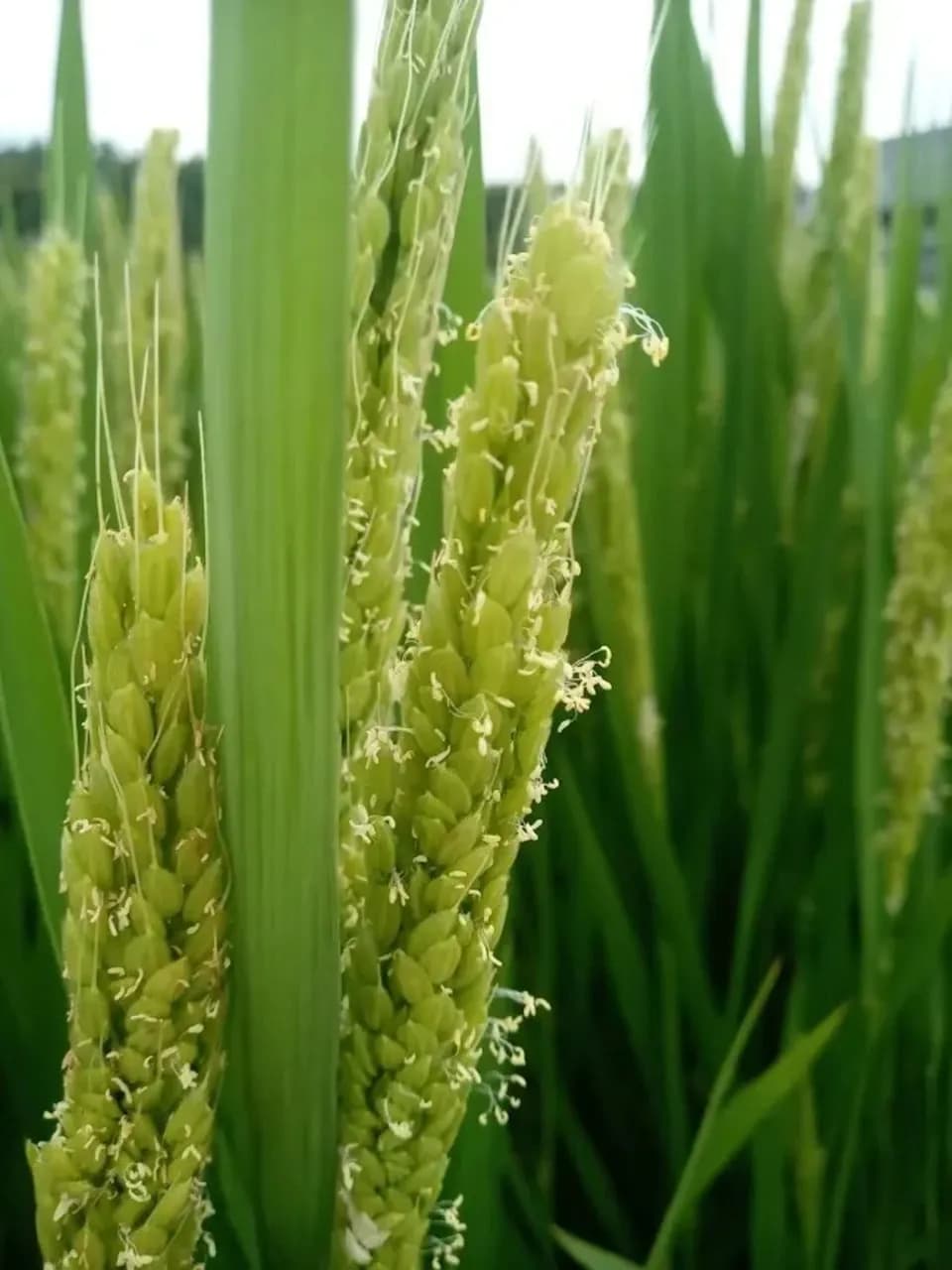 ハッピーヒル令和7年度産【はざかけ天日干し / 無肥料・無農薬