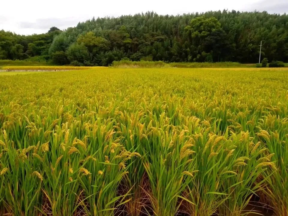 ハッピーヒル令和7年度産【はざかけ天日干し / 無肥料・無農薬】
