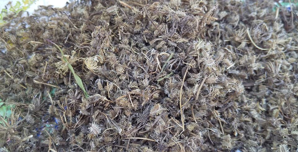 黒田五寸人参２ｋｇ【無肥料・無農薬】