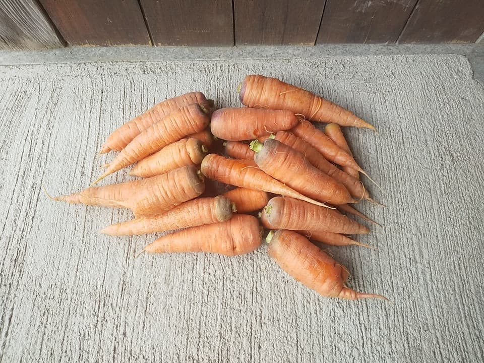黒田五寸人参２ｋｇ【無肥料・無農薬】