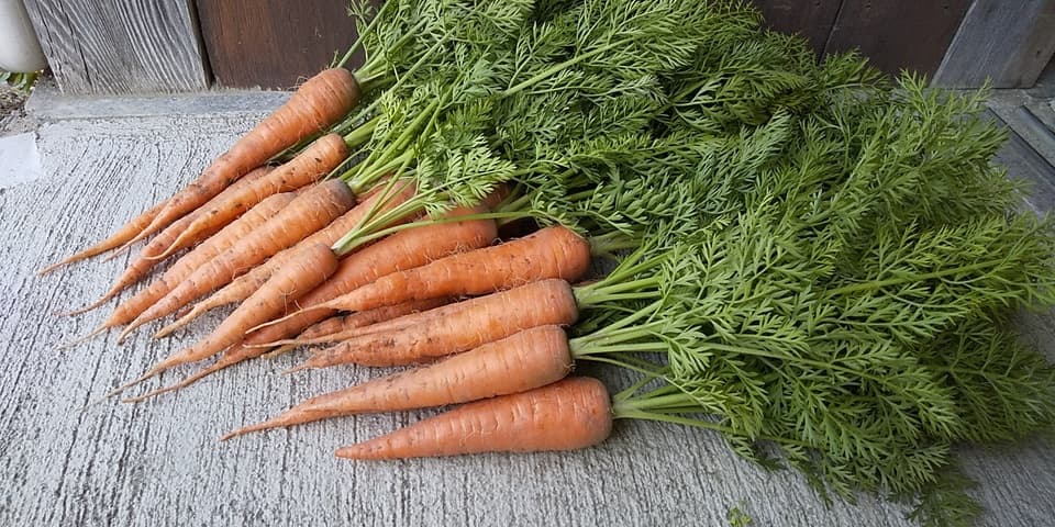 黒田五寸人参２ｋｇ【無肥料・無農薬】