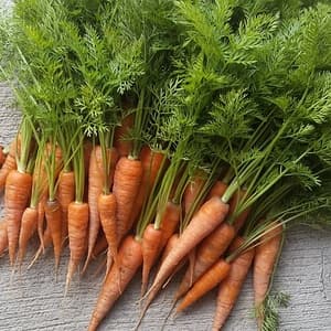 黒田五寸人参２ｋｇ【無肥料・無農薬】の口コミ・レビュー(自然派さん)