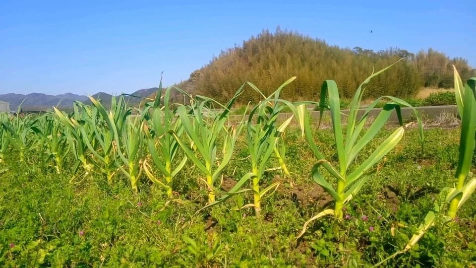 2026年産 にんにく(バラ)【無肥料・無農薬】