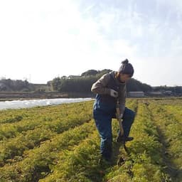 しごと初めは人参収穫