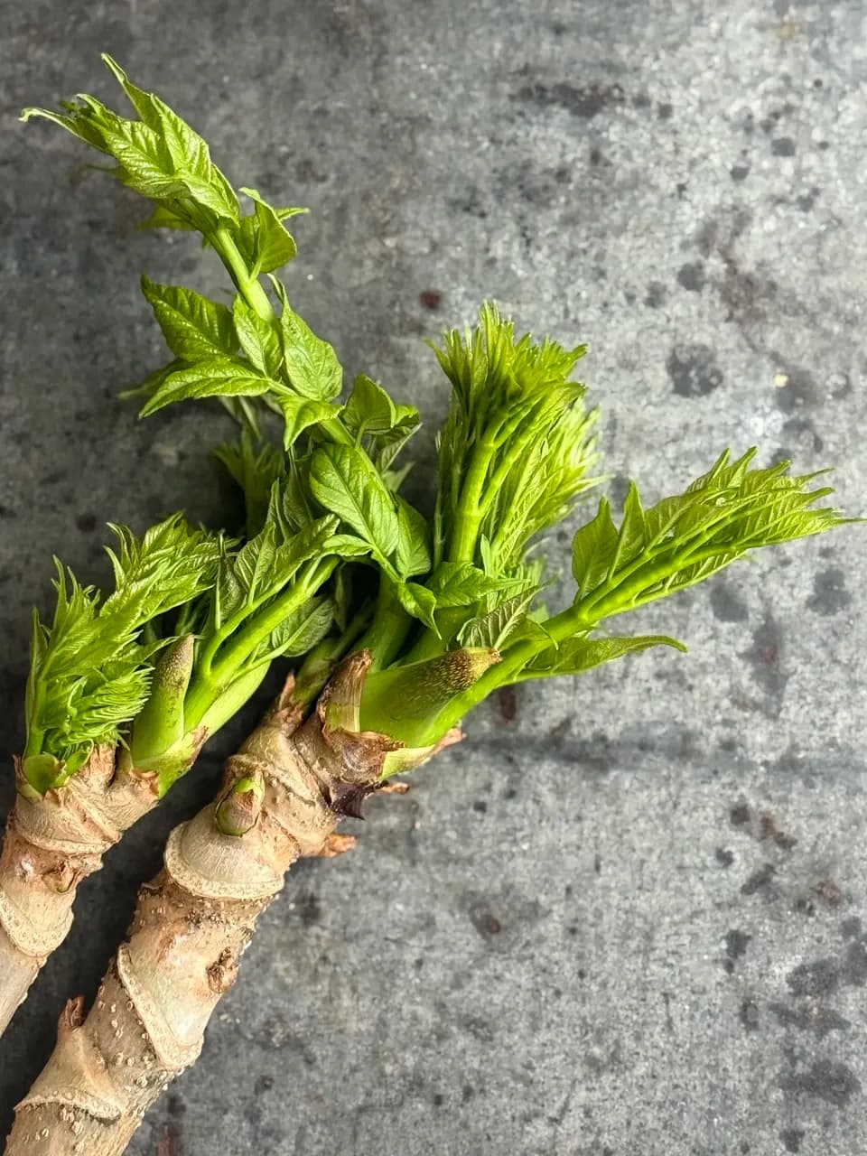 夏茗荷と白胡麻の味噌　みょうが　旬の野菜のおかず味噌　無添加　バルヤンナイク