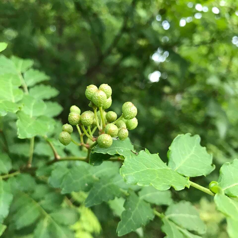 実山椒