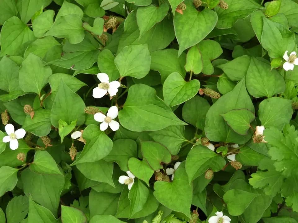 自然栽培で育てた＜乾燥どくだみ＞農薬・化学肥料不使用／お茶や入浴剤に