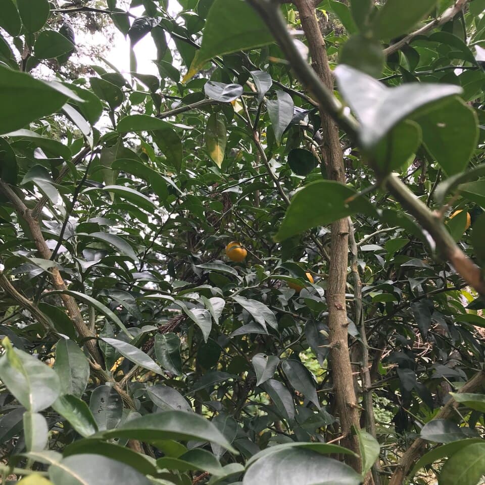 自然農　乾燥ゆず