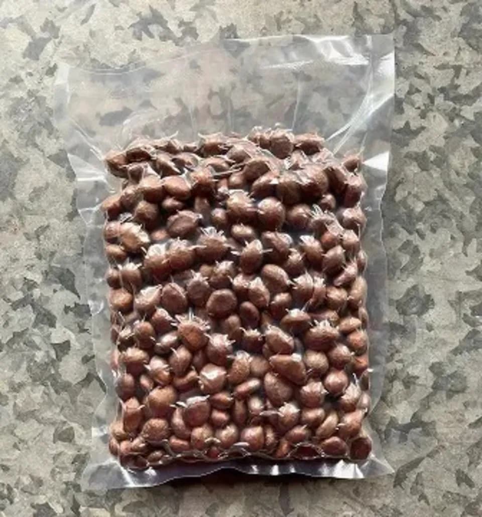 自然農　ビワの種