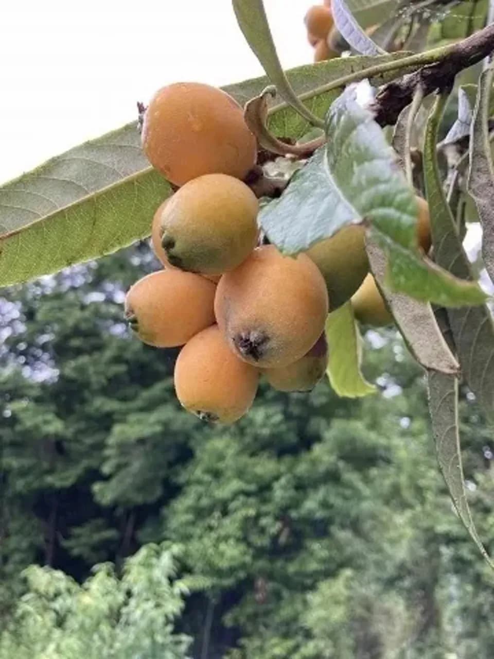 自然農　ビワの種