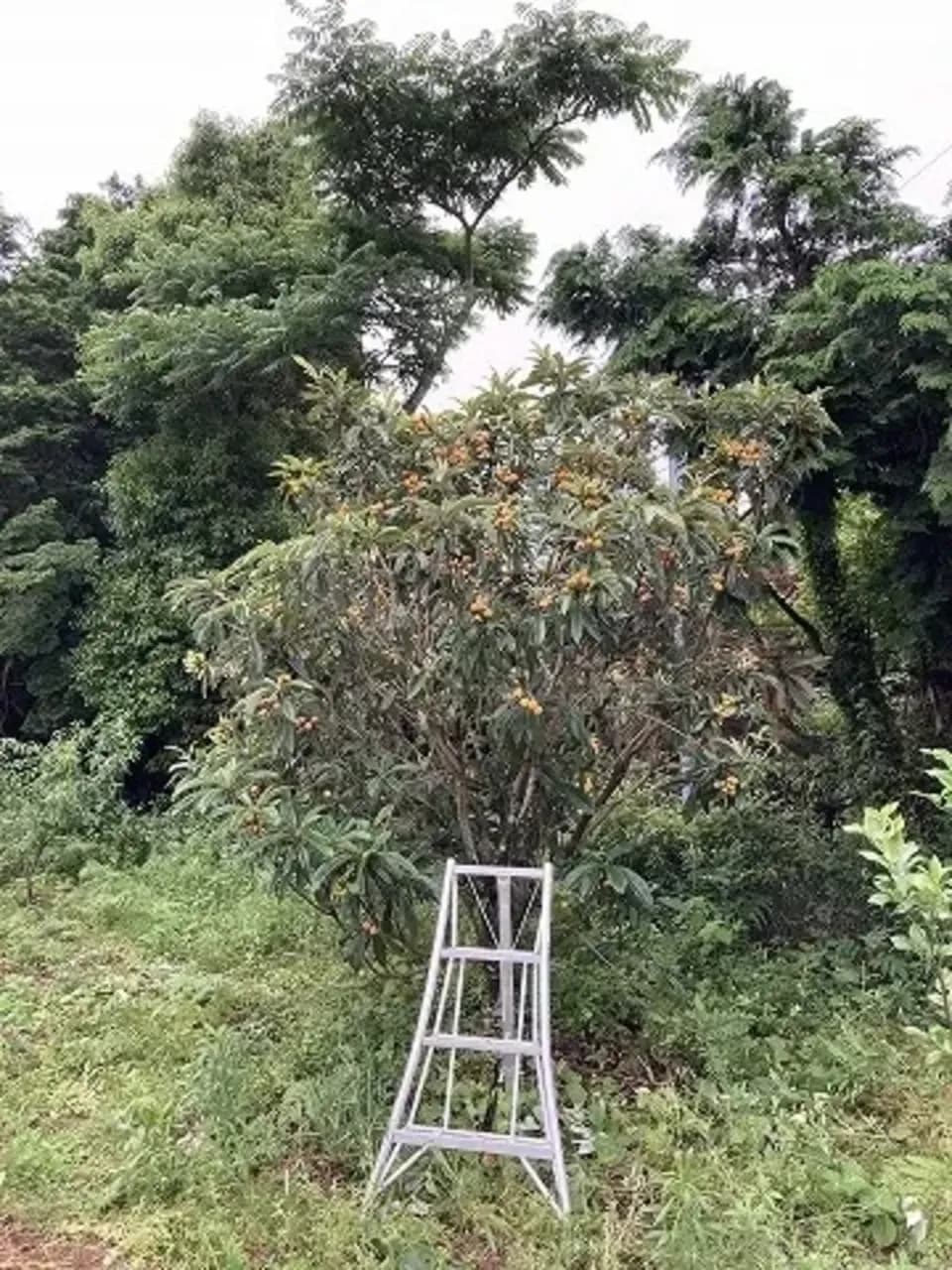 自然農　ビワの種