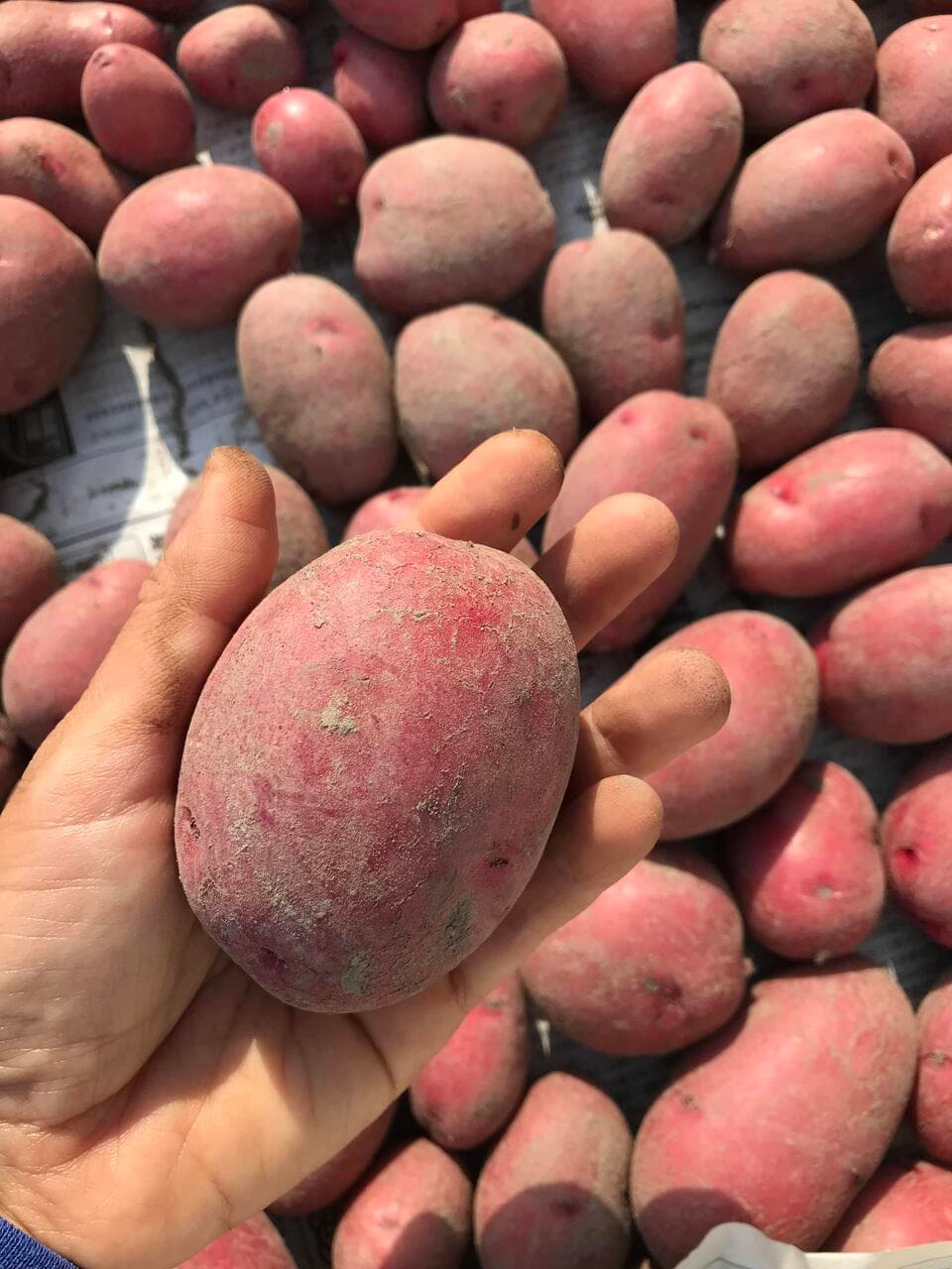 自然栽培で育った＜野菜と野菜味噌のセット＞無農薬・無化学肥料で野菜本来の味を楽しめます
