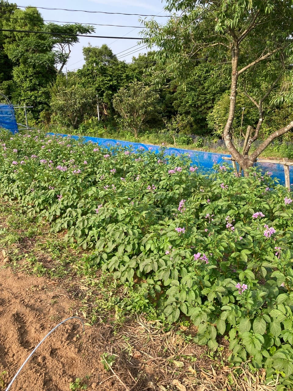 自然栽培で育った＜野菜と野菜味噌のセット＞無農薬・無化学肥料で野菜本来の味を楽しめます