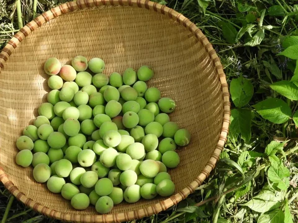 無農薬・無化学肥料栽培で育った梅を使った【梅干し】