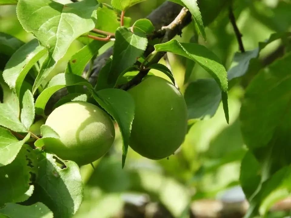 無農薬・無化学肥料栽培で育った梅を使った【梅干し】
