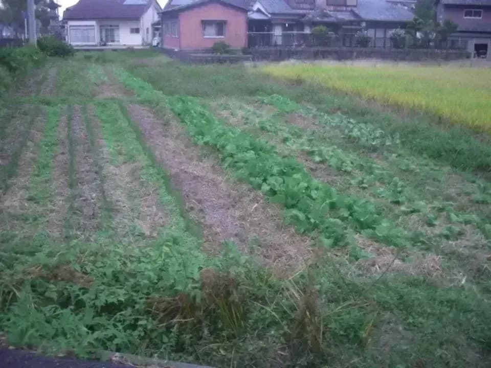 無農薬・無化学肥料で育てた＜きゅうり＞自然栽培だからこそ感じられるみずみずしい歯ごたえと爽やかな味わい
