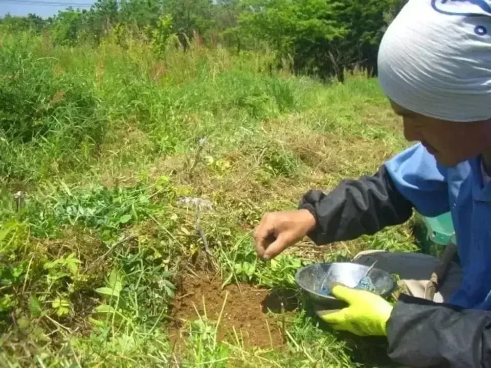 無農薬・無化学肥料で育てた＜きゅうり＞自然栽培だからこそ感じられるみずみずしい歯ごたえと爽やかな味わい