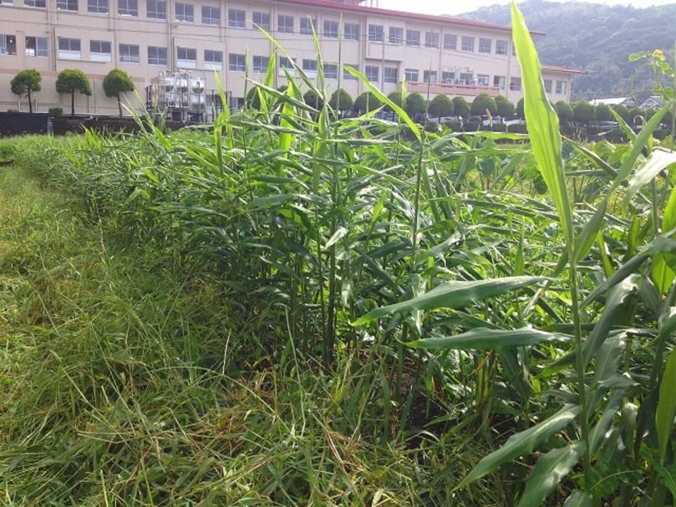 自然農  生姜
