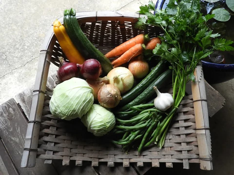 自然栽培＜季節の野菜セット＞佐賀の自然の恵みたっぷり！農薬・化学肥料不使用
